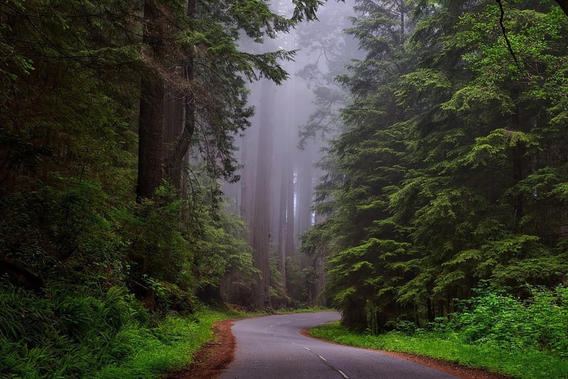 Congo Basin Rainforest