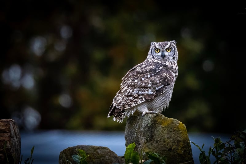 Wildlife Exploration