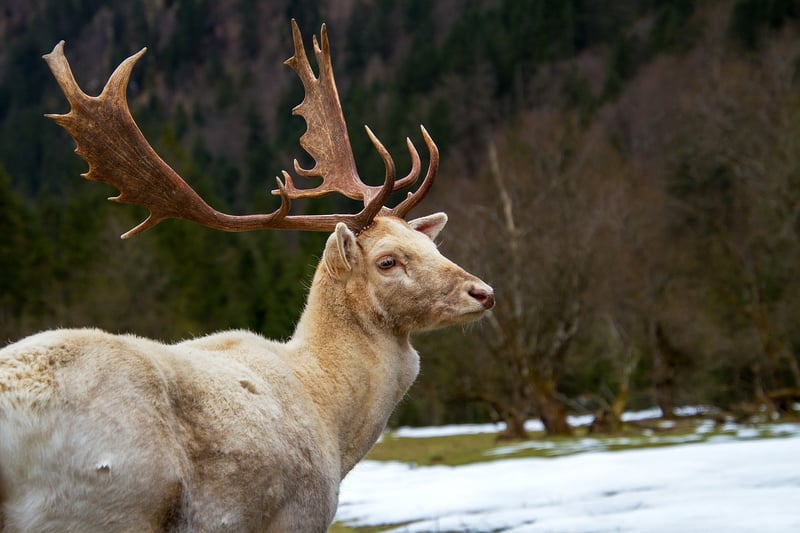 Wildlife Exploration